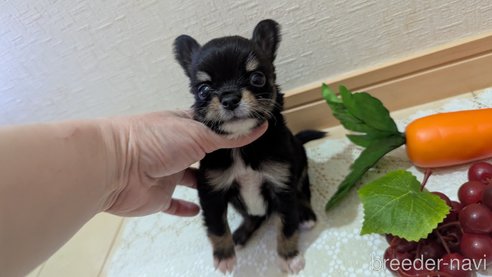成約済の広島県のチワプー:チワワ×トイプードル-354093の16枚目