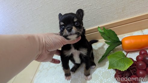 成約済の広島県のチワプー:チワワ×トイプードル-354093の15枚目