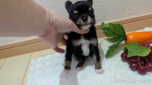 成約済の広島県のチワプー:チワワ×トイプードル-354093の13枚目