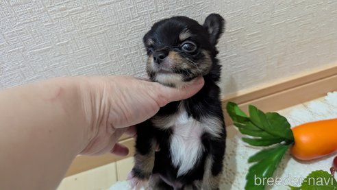 成約済の広島県のチワプー:チワワ×トイプードル-354093の12枚目