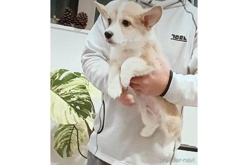 成約済の山口県のウェルシュコーギーペンブローク-356826の1枚目
