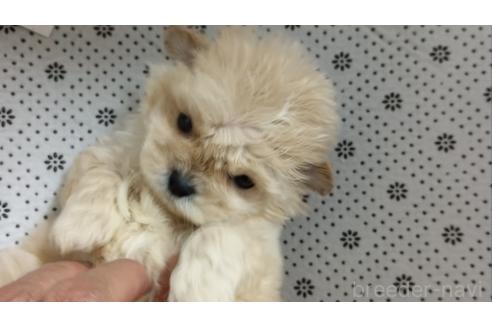 成約済の埼玉県のミックス犬-354671の3枚目