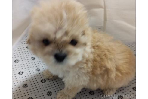 成約済の埼玉県のミックス犬-354666の3枚目