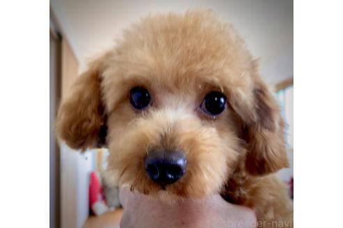 成約済の茨城県のミックス犬-356889の4枚目