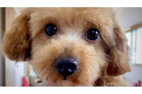 成約済の茨城県のミックス犬-356889の1枚目