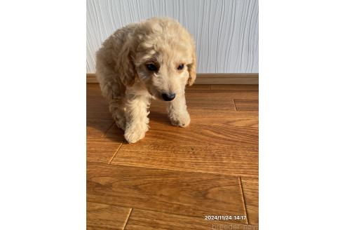 成約済の茨城県のミックス犬-356965の5枚目