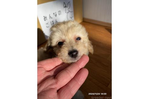 成約済の茨城県のミックス犬-356965の4枚目