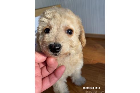 成約済の茨城県のミックス犬-356965の3枚目