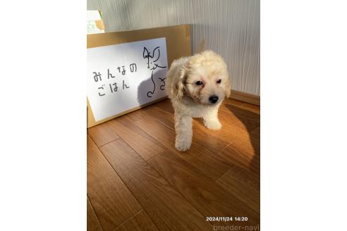 成約済の茨城県のミックス犬-356965の2枚目