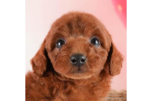 成約済の埼玉県のトイプードル-357025の1枚目