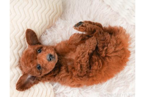 成約済の埼玉県のトイプードル-357025の3枚目