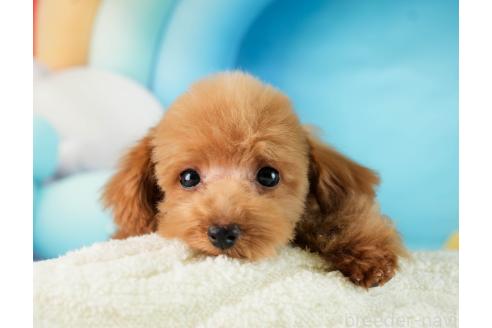 成約済の埼玉県のタイニープードル-357031の9枚目