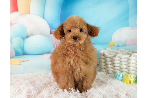 成約済の埼玉県のタイニープードル-357031の8枚目