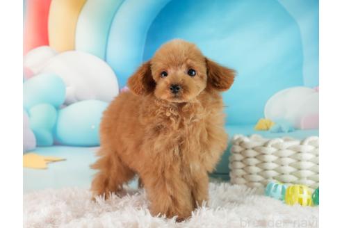 成約済の埼玉県のタイニープードル-357031の7枚目