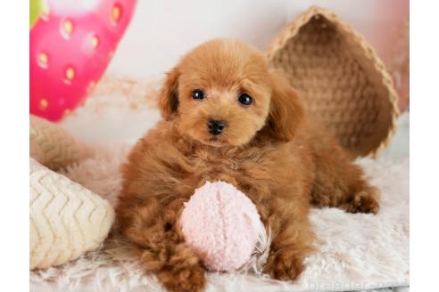 成約済の埼玉県のタイニープードル-357031の4枚目