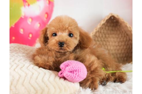 成約済の埼玉県のタイニープードル-357031の3枚目