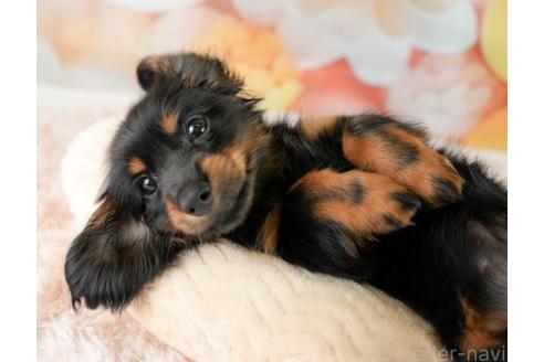 成約済の埼玉県のミニチュアダックスフンド(ロングヘアード)-357032の6枚目