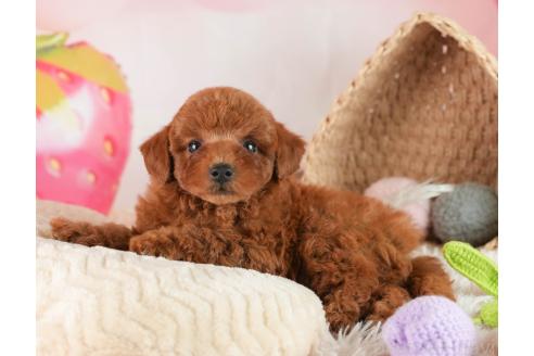 成約済の埼玉県のトイプードル-357059の4枚目