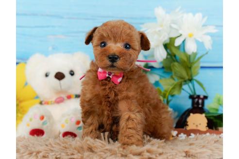 成約済の神奈川県のトイプードル-357095の9枚目