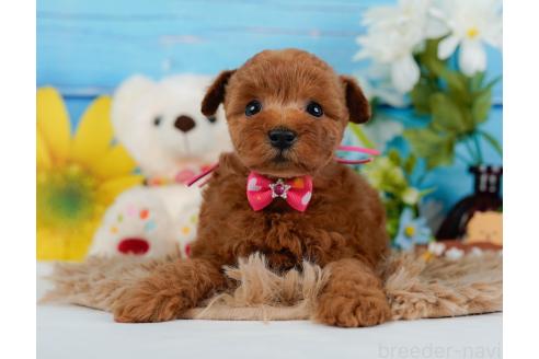 成約済の神奈川県のトイプードル-357095の8枚目