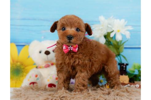 成約済の神奈川県のトイプードル-357095の7枚目