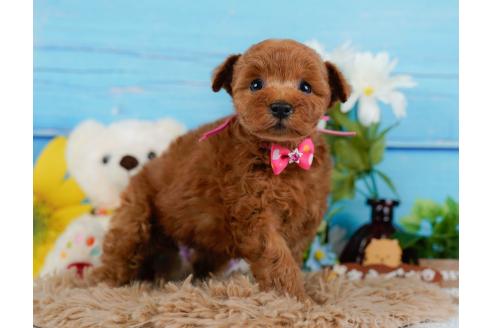 成約済の神奈川県のトイプードル-357095の6枚目