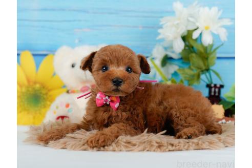 成約済の神奈川県のトイプードル-357095の5枚目