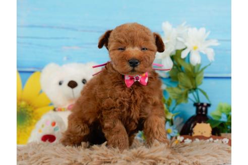 成約済の神奈川県のトイプードル-357095の4枚目