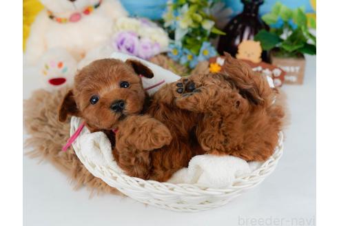 成約済の神奈川県のトイプードル-357095の3枚目