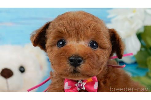 成約済の神奈川県のトイプードル-357095の1枚目