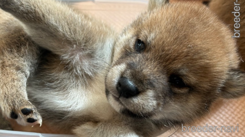 成約済の滋賀県の柴犬-356832の1枚目