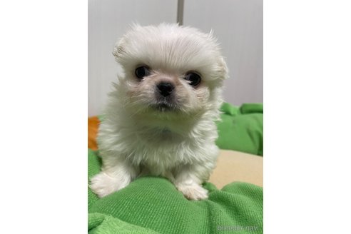 成約済の滋賀県のペキニーズ-350112の8枚目