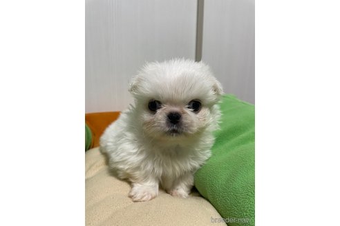 成約済の滋賀県のペキニーズ-350112の9枚目