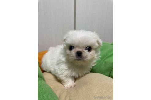 成約済の滋賀県のペキニーズ-350112の10枚目