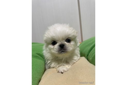 成約済の滋賀県のペキニーズ-350340の7枚目
