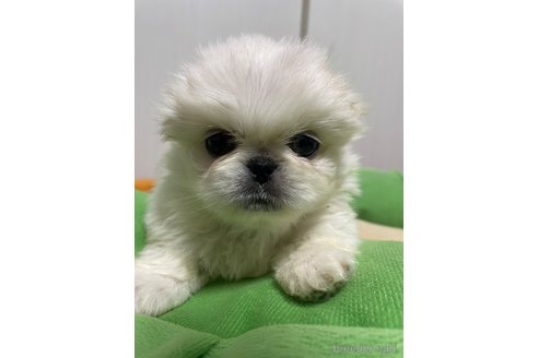 成約済の滋賀県のペキニーズ-350340の8枚目