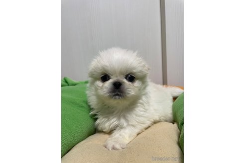 成約済の滋賀県のペキニーズ-350340の9枚目