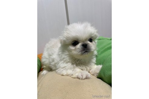 成約済の滋賀県のペキニーズ-350340の10枚目