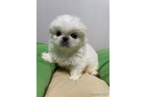 成約済の滋賀県のペキニーズ-350340の6枚目