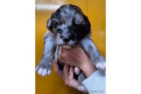 成約済の長野県のミックス犬-355903の2枚目
