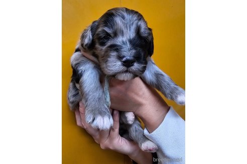 成約済の長野県のミックス犬-355903の3枚目