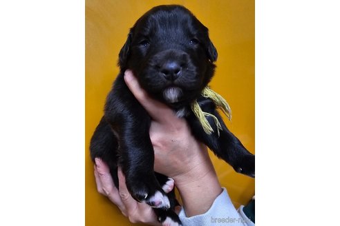 成約済の長野県のミックス犬-355912の3枚目