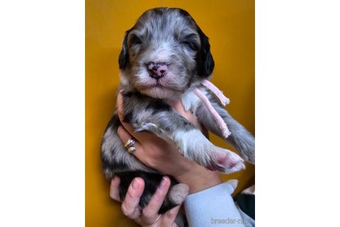 成約済の長野県のミックス犬-355911の4枚目