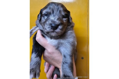 成約済の長野県のミックス犬-355909の4枚目