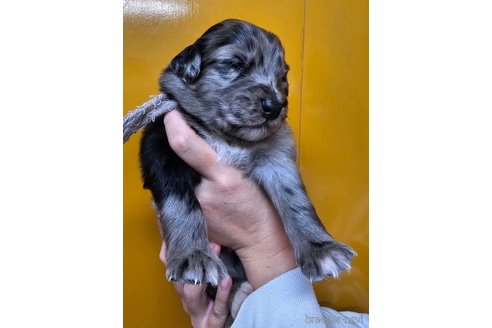 成約済の長野県のミックス犬-355909の3枚目