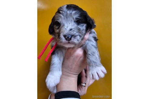 成約済の長野県のミックス犬-355908の2枚目
