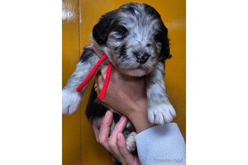 成約済の長野県のミックス犬-355908の4枚目
