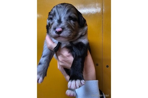 成約済の長野県のミックス犬-355905の5枚目