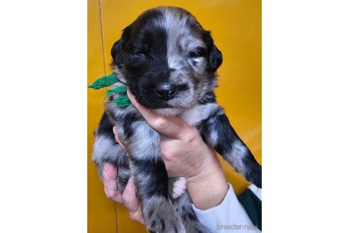 成約済の長野県のミックス犬-355900の6枚目