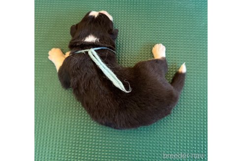 成約済の山梨県のオーストラリアンシェパード-354656の11枚目